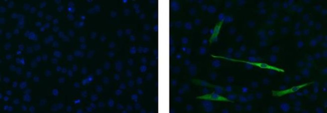 Myosin 4 Antibody in Immunocytochemistry (ICC/IF)