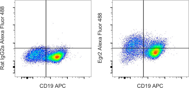 EGR2 Antibody in Flow Cytometry (Flow)