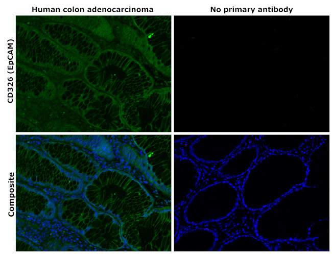 CD326 (EpCAM) Antibody in Immunohistochemistry (Paraffin) (IHC (P))