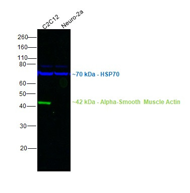 Alpha-Smooth Muscle Actin Antibody in Western Blot (WB)