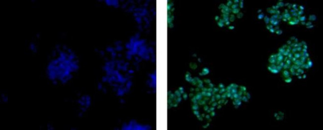 SOX9 Antibody in Immunocytochemistry (ICC/IF)