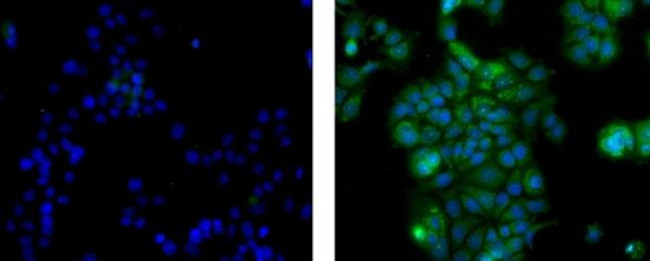 GRP78 Antibody in Immunocytochemistry (ICC/IF)