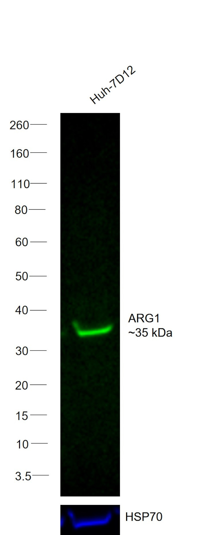 Arginase 1 Antibody in Western Blot (WB)