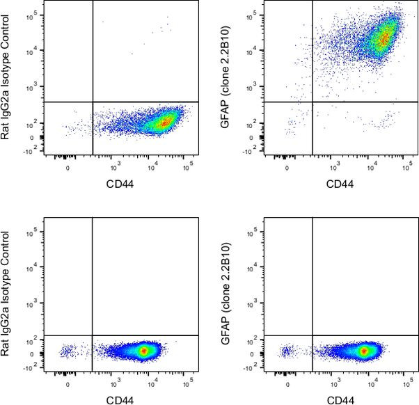 GFAP Antibody