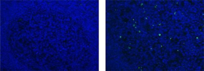 Phospho-Histone H2A.X (Ser139) Antibody in Immunohistochemistry (Paraffin) (IHC (P))