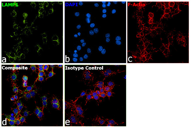 CD107a (LAMP-1) Antibody in Immunocytochemistry (ICC/IF)