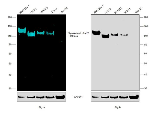 CD107a (LAMP-1) Antibody in Western Blot (WB)