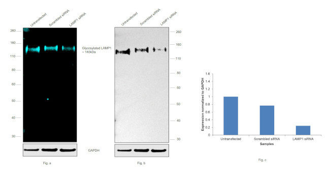 CD107a (LAMP-1) Antibody