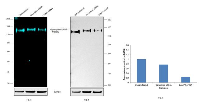 CD107a (LAMP-1) Antibody in Western Blot (WB)