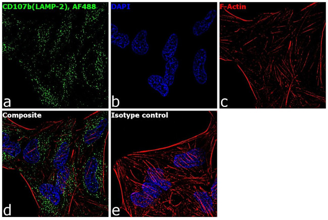 CD107b (LAMP-2) Antibody in Immunocytochemistry (ICC/IF)
