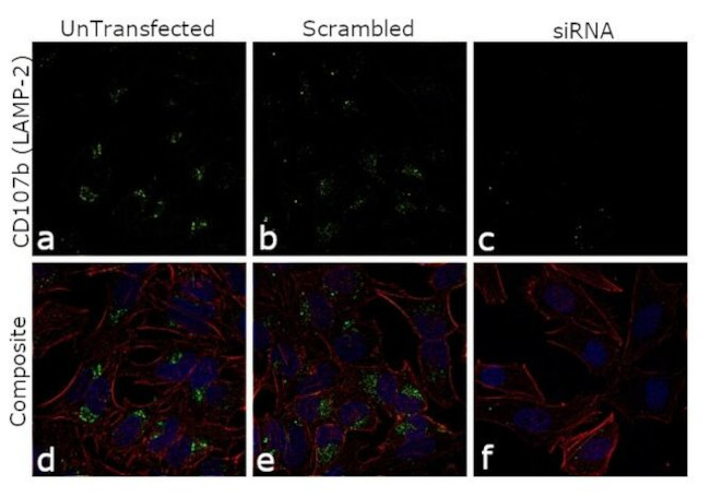 CD107b (LAMP-2) Antibody