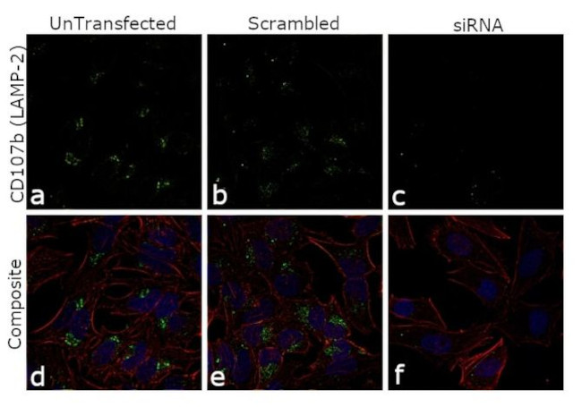 CD107b (LAMP-2) Antibody in Immunocytochemistry (ICC/IF)