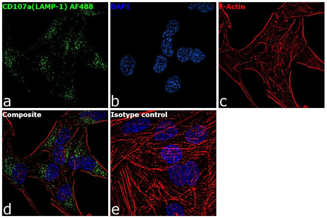 CD107a (LAMP-1) Antibody in Immunocytochemistry (ICC/IF)