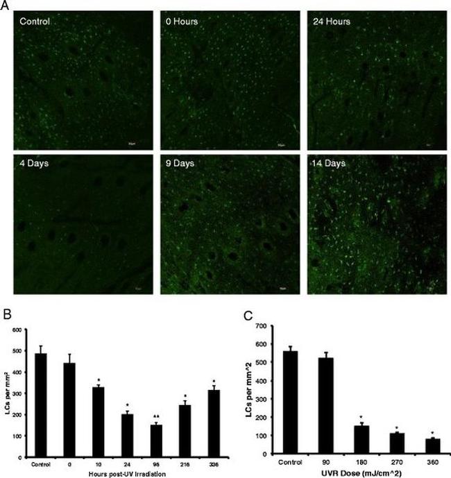 CD207 (Langerin) Antibody in Immunohistochemistry (IHC)