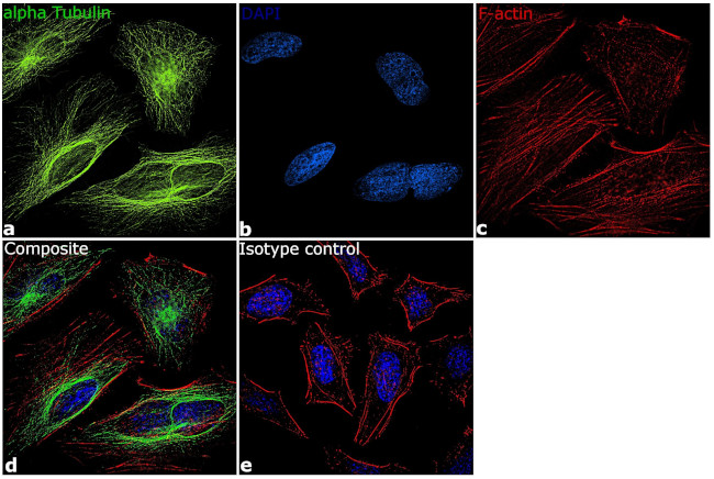 alpha Tubulin Antibody in Immunocytochemistry (ICC/IF)