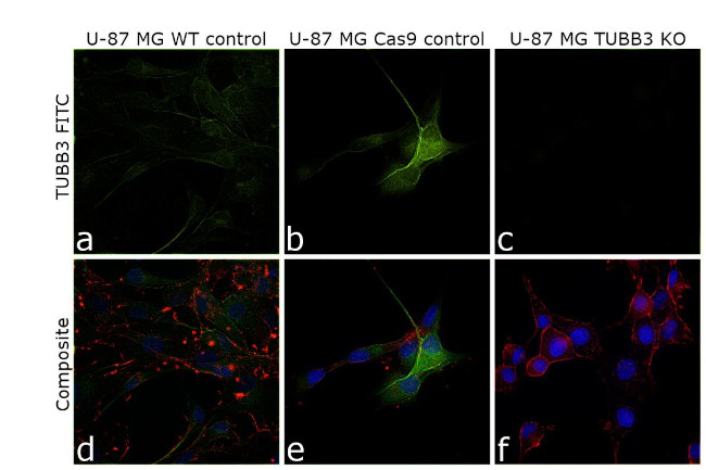 beta-3 Tubulin Antibody in Immunocytochemistry (ICC/IF)