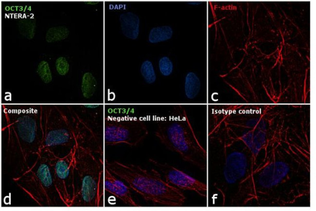 OCT3/4 Antibody