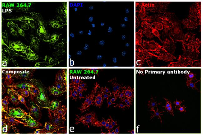 iNOS Antibody