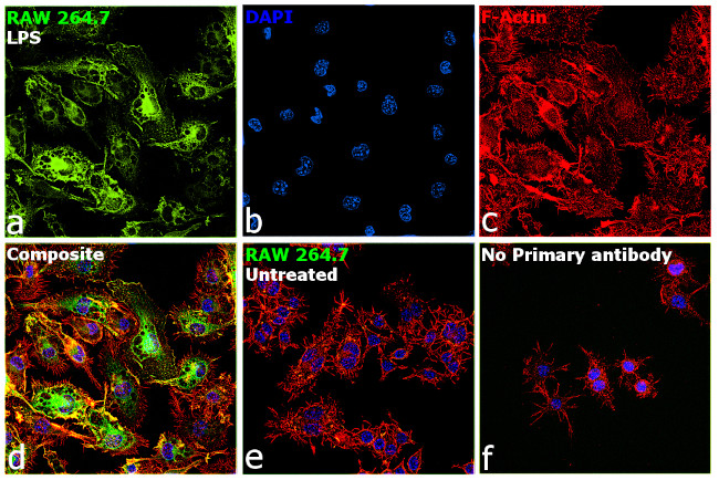 iNOS Antibody in Immunocytochemistry (ICC/IF)