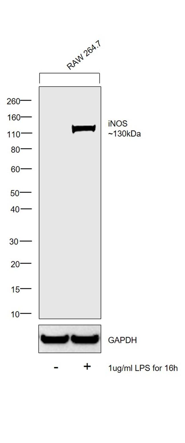 iNOS Antibody in Western Blot (WB)