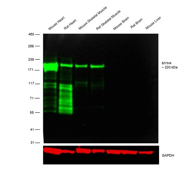 Myosin 4 Antibody in Western Blot (WB)