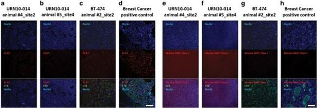 Pan Cytokeratin Antibody in Immunocytochemistry (ICC/IF)