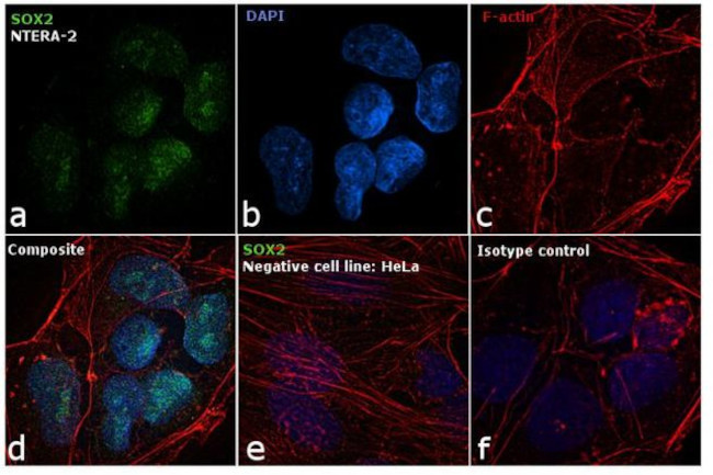 SOX2 Antibody in Immunocytochemistry (ICC/IF)