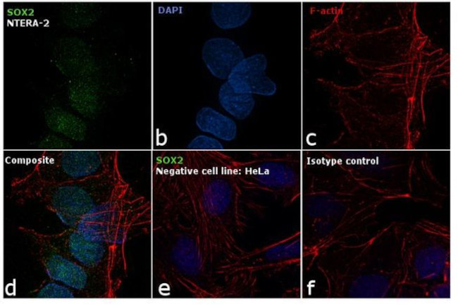 SOX2 Antibody in Immunocytochemistry (ICC/IF)