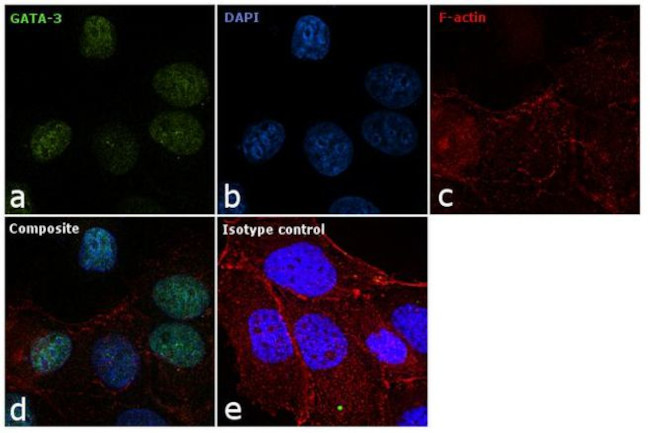 Gata-3 Antibody in Immunocytochemistry (ICC/IF)