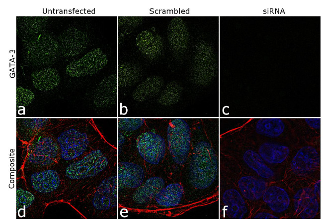 Gata-3 Antibody