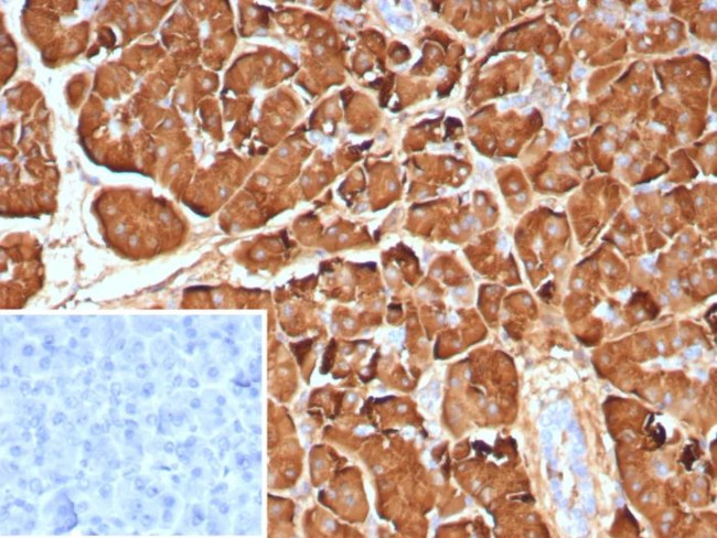 Pancreatic lipase/PNLIP Antibody in Immunohistochemistry (Paraffin) (IHC (P))