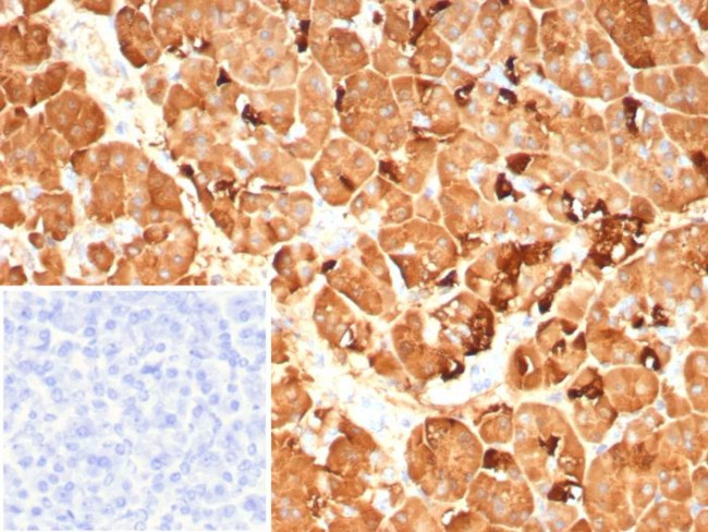 Pancreatic lipase/PNLIP Antibody in Immunohistochemistry (Paraffin) (IHC (P))