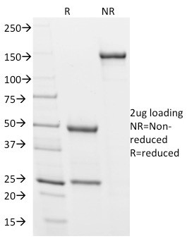 Podocalyxin (PODXL) (Hematopoietic Stem Cell Marker) Antibody in SDS-PAGE (SDS-PAGE)