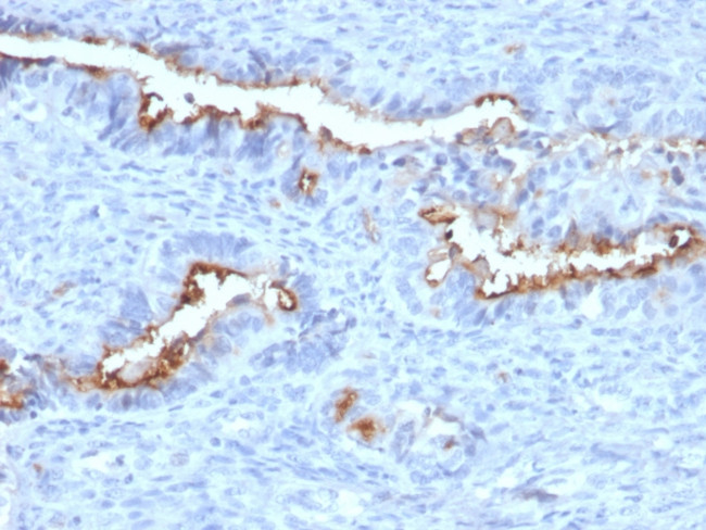 Podocalyxin (PODXL) (Hematopoietic Stem Cell Marker) Antibody in Immunohistochemistry (Paraffin) (IHC (P))