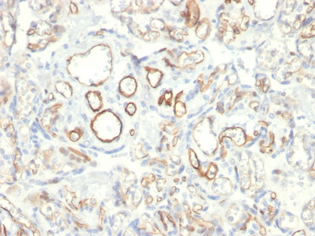 Podocalyxin (PODXL) (Hematopoietic Stem Cell Marker) Antibody in Immunohistochemistry (Paraffin) (IHC (P))