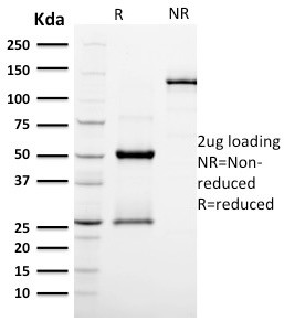 Podocalyxin (PODXL) (Hematopoietic Stem Cell Marker) Antibody in SDS-PAGE (SDS-PAGE)