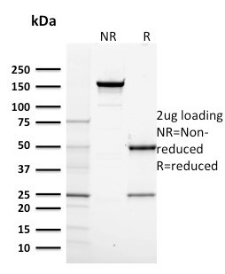 RNA Polymerase II Antibody in SDS-PAGE (SDS-PAGE)