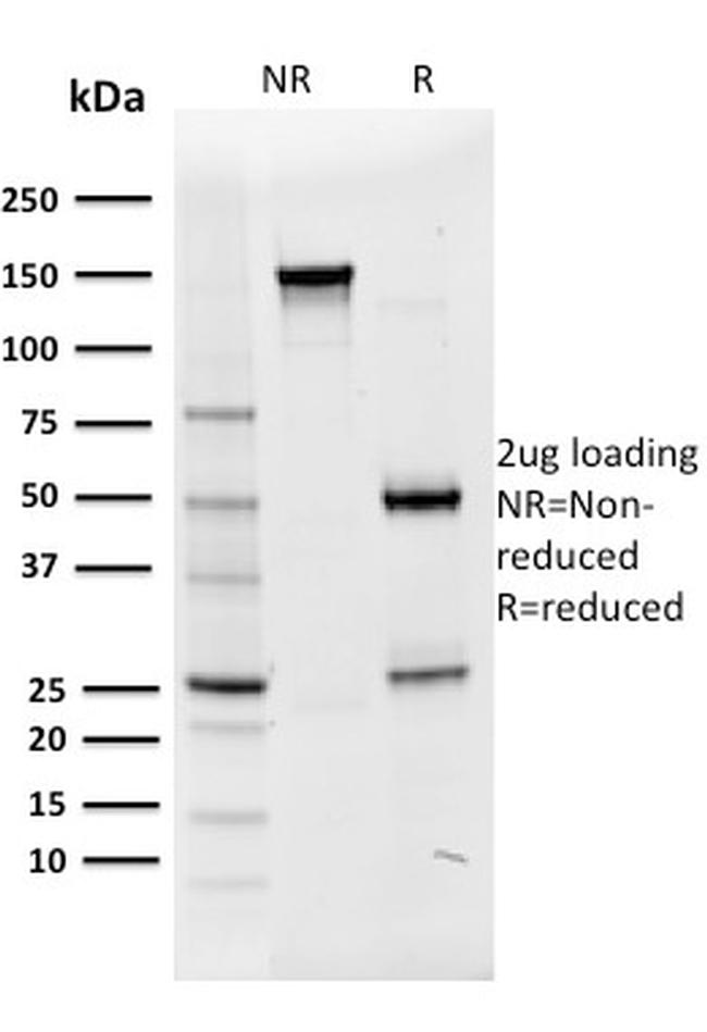 OCT-2 (POU2F2) Antibody in SDS-PAGE (SDS-PAGE)