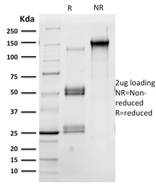 OCT-2 (POU2F2) Antibody in SDS-PAGE (SDS-PAGE)