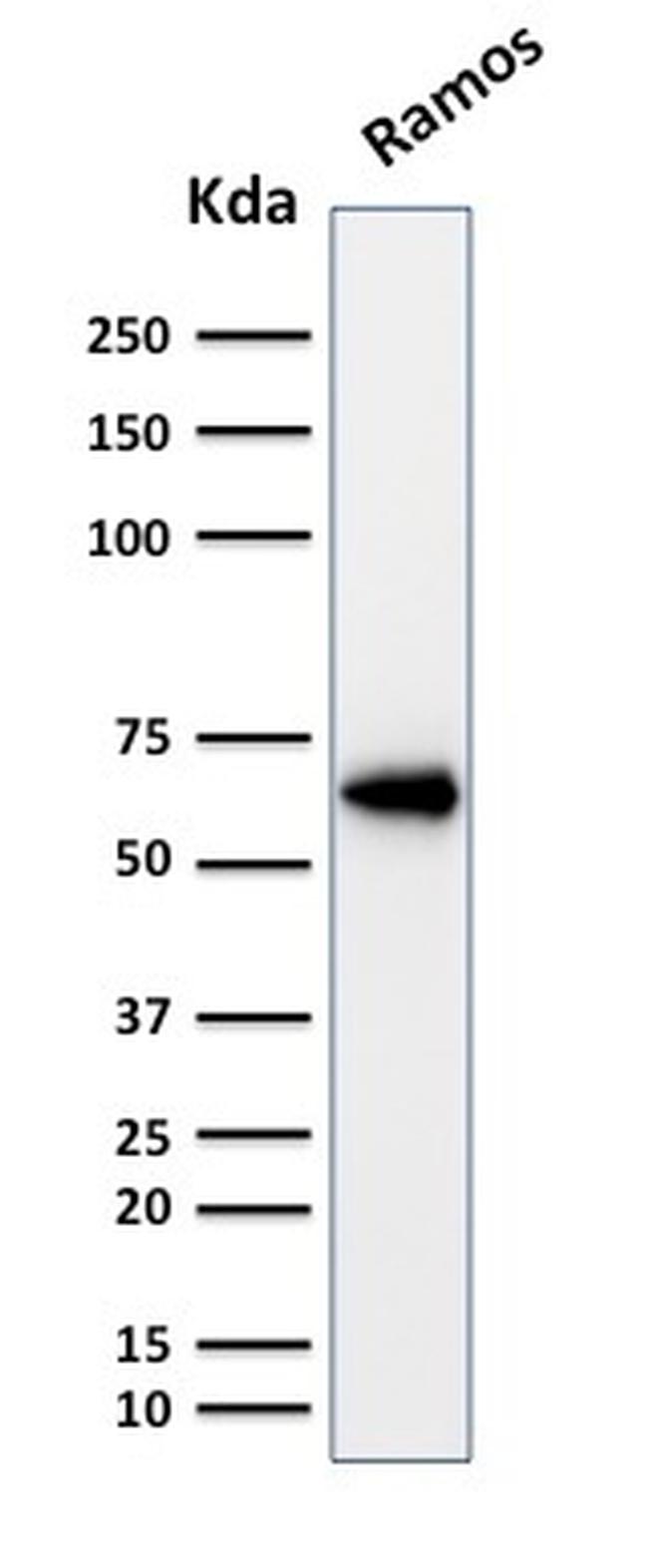 OCT-2 (POU2F2) Antibody in Western Blot (WB)