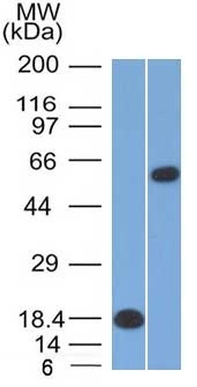 OCT-2 (POU2F2) Antibody in Western Blot (WB)