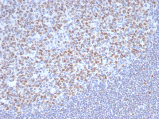 OCT-2 (POU2F2) (B-Cell Marker) Antibody in Immunohistochemistry (Paraffin) (IHC (P))