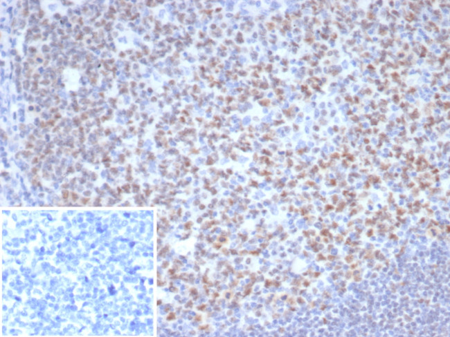 OCT-2 (POU2F2) (B-Cell Marker) Antibody in Immunohistochemistry (Paraffin) (IHC (P))