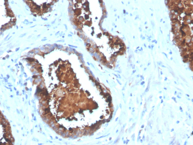 Prostate Specific Acid Phosphatase (PSAP) Antibody in Immunohistochemistry (Paraffin) (IHC (P))