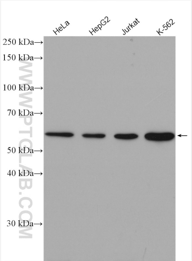 Cyclin B1 Antibody in Western Blot (WB)