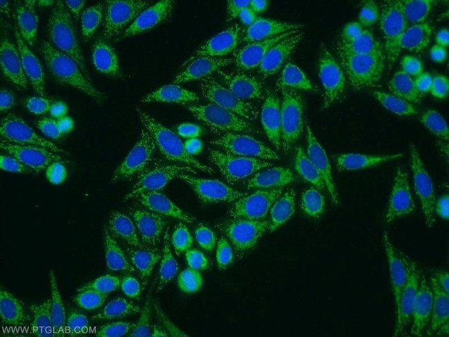 HTRA1 Antibody in Immunocytochemistry (ICC/IF)