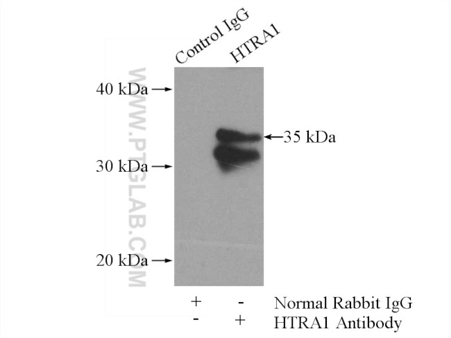 HTRA1 Antibody in Immunoprecipitation (IP)