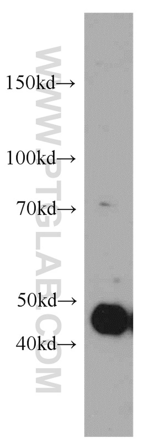 MAF Antibody in Western Blot (WB)