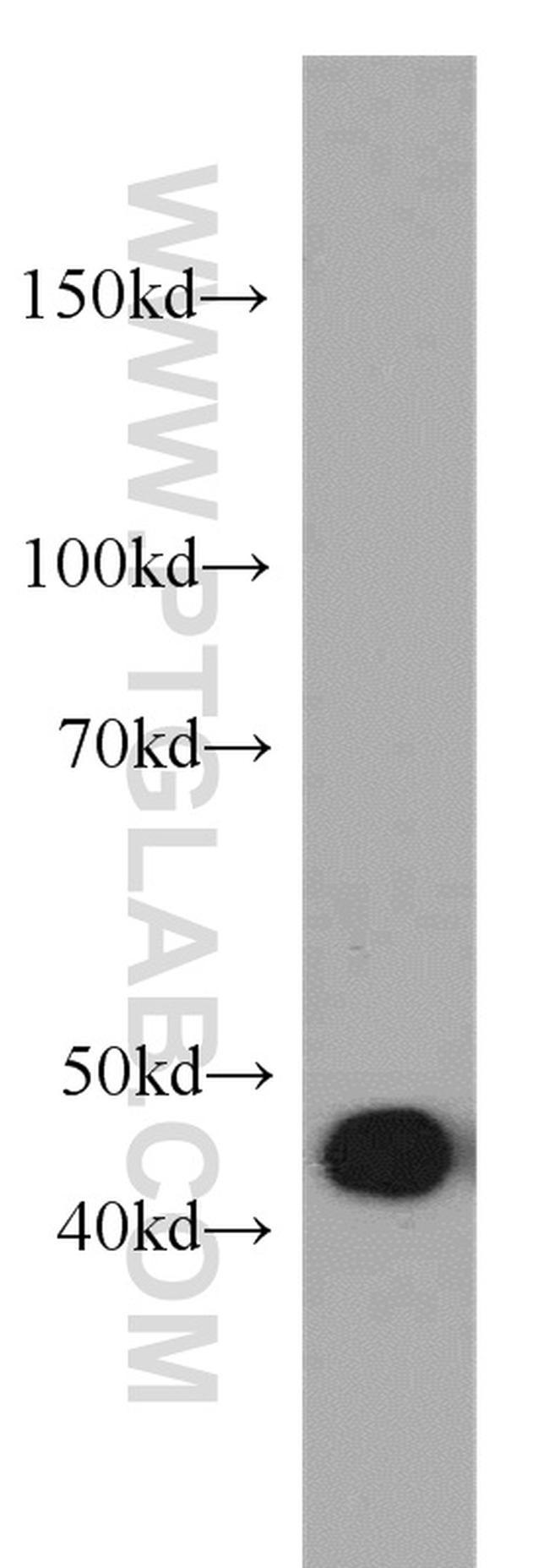 MAF Antibody in Western Blot (WB)