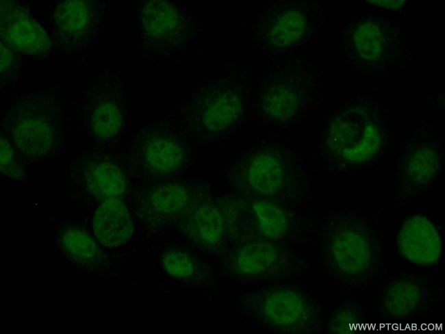 MAF Antibody in Immunocytochemistry (ICC/IF)